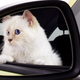 Illustration for article titled Karl Lagerfelds Cat Is Now (Adorably) Advertising Cars